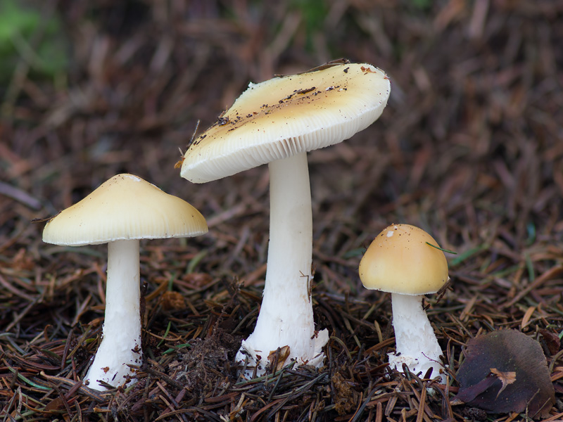 Amanita gemmata